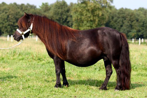Schneltens anna