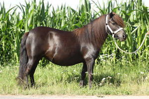 Tazia v.d. Zandhoeve