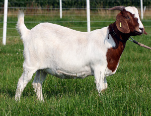 Fiona