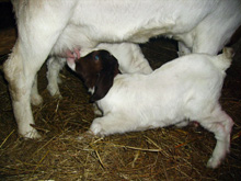 Lamm